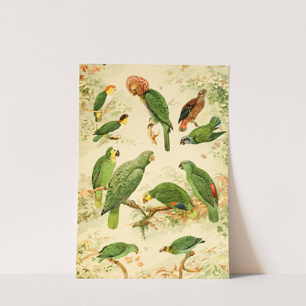 Papagaios by Emil August Göldi