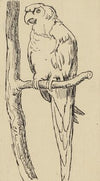 Papagei
