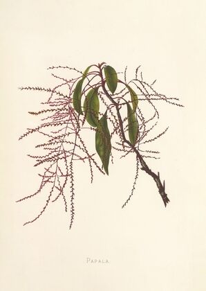Papala (1885)