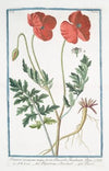 Papaver erraticum, majus, pâorâas Dioscordi, Theophrasto, Plinio – Papaverone, e Rosolaccio – Pavot. (Opium poppy)