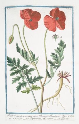 Papaver erraticum, majus, pâorâas Dioscordi, Theophrasto, Plinio – Papaverone, e Rosolaccio – Pavot. (Opium poppy)