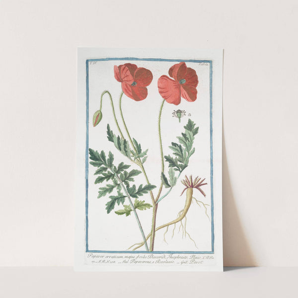 Papaver erraticum, majus, p‘or‘as Dioscordi, Theophrasto, Plinio - Papaverone, e Rosolaccio - Pavot. (Opium poppy) by Giorgio Bonelli