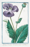 Papaver hortense nigro semine, sylvestre Discoridis, nigrum Plnii – Papavero negro. (Poppy)