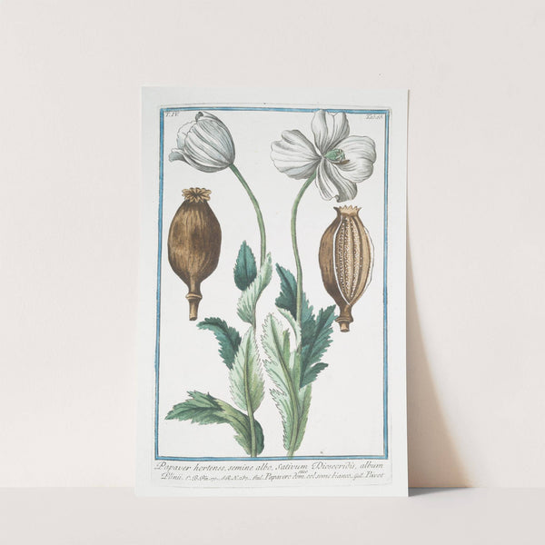 Papaver hortense, semine albo, Sativum Discoridis, album Plinii - Papavero domestico. Col. Seme bianco - Pavot. (Poppy) by Giorgio Bonelli