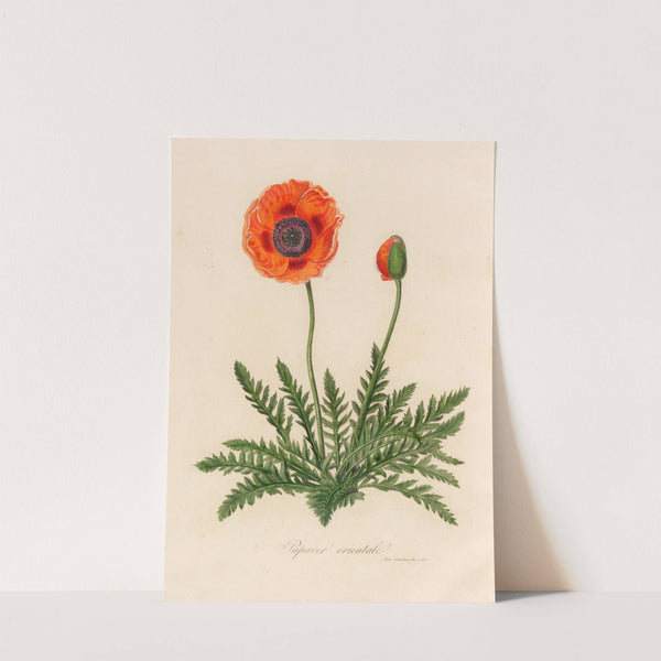 Papaver orientale (1818-1824) by Gaetano Savi