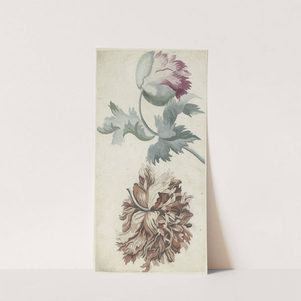 Papavers (1683 - 1733) by Bernard Picart