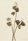 Papaw (Asimina triloba) (1918)