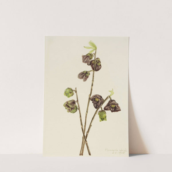 Papaw (Asimina triloba) (1918) by Mary Vaux Walcott