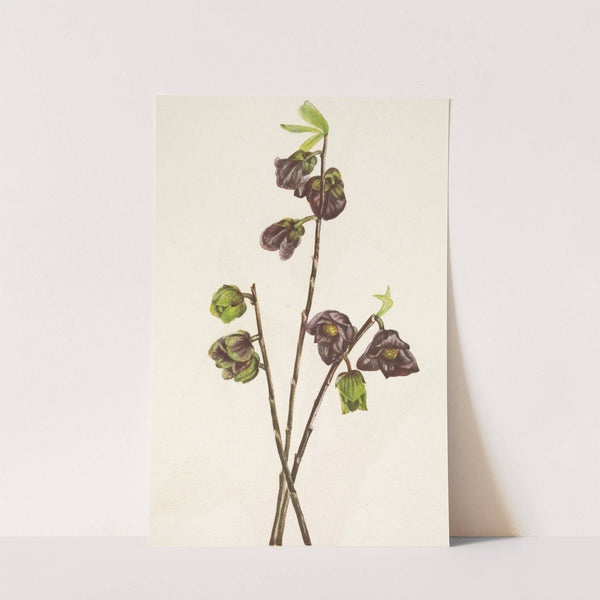 Papaw. Asimina triloba (1925) by Mary Vaux Walcott