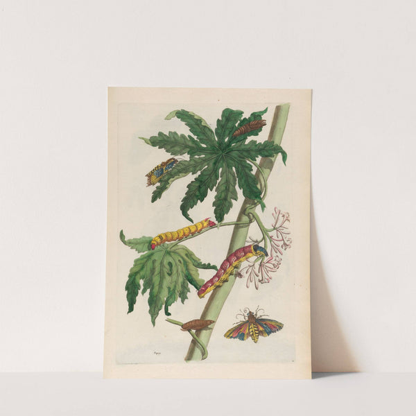 Papay (1719) by Maria Sibylla Merian