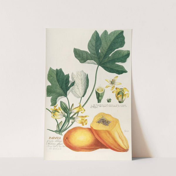 Papaya by Georg Dionysius Ehret