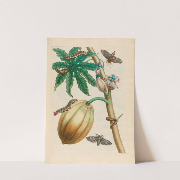 Papaya (1719) by Maria Sibylla Merian