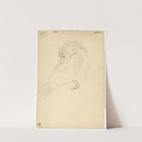 Papegaai by Theo van Hoytema