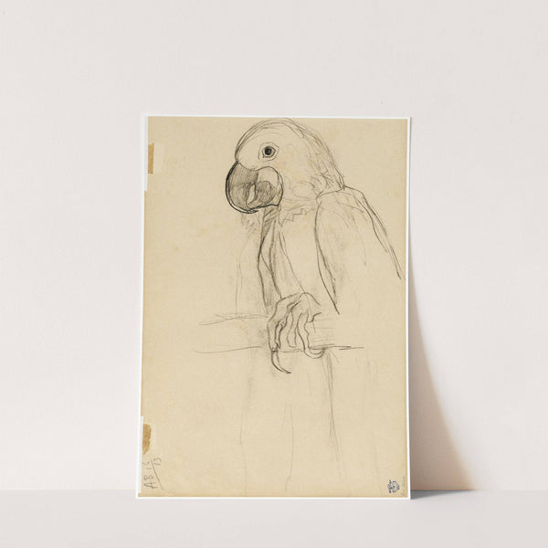 Papegaai by Theo van Hoytema