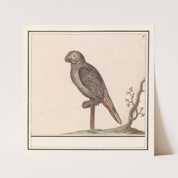 Papegaai (1596-1610) by Anselmus Boëtius de Boodt