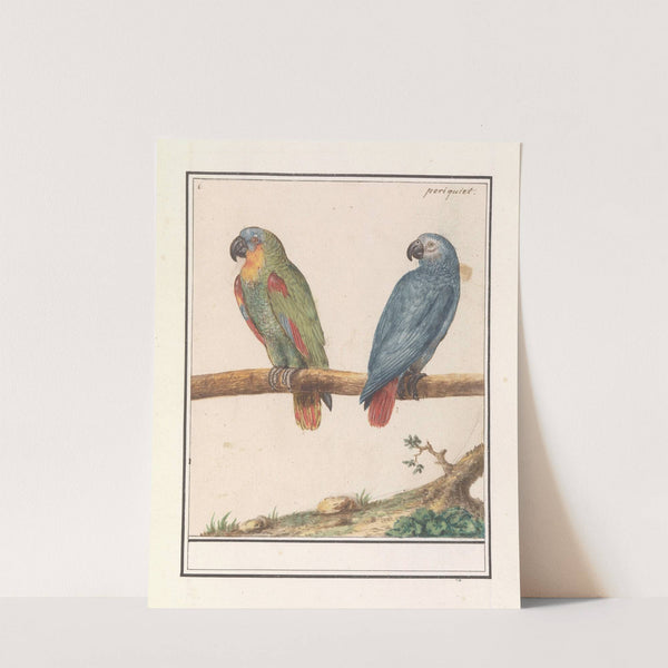 Papegaai en grijze roodstaartpapegaai (Psittacus erithacus) (1596-1610) by Anselmus Boëtius de Boodt