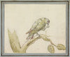 Papegaai op een tak van een boom (1694 - 1749)