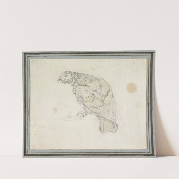 Papegaai (1694 - 1749) by Pieter Casteels III