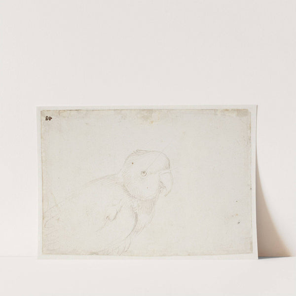 Papegøje by Hans Baldung