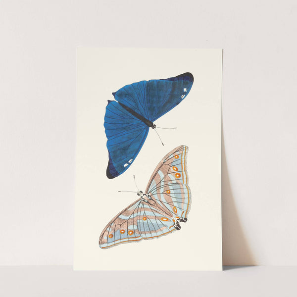 Papilio Adonis by George Shaw