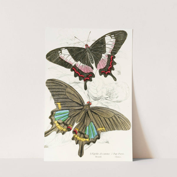 Papilio Ascanius, Pap Paris by James Duncan