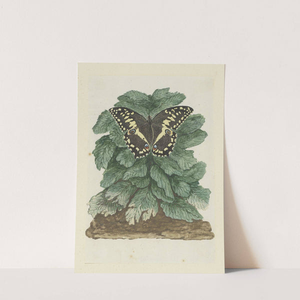 Papilio demodocus (Citrus or Christmas butterfly) on an unidentified plant by Robert Jacob Gordon