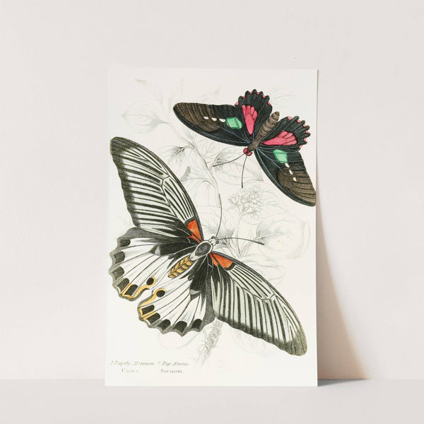 Papilio Memnon,Pap Aeneas by James Duncan