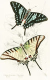 Papilio Protesilaus, Pap Sinon
