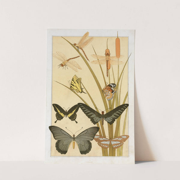 Papillons by Maurice Pillard Verneuil