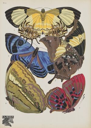 Papillons Pl.04