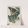 Papillons Pl.07 (1920) by Emile-Allain Séguy