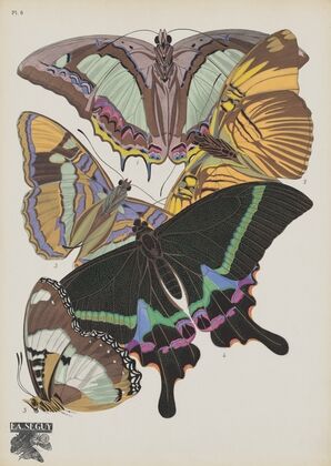 Papillons Pl.08