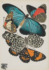 Papillons Pl.11