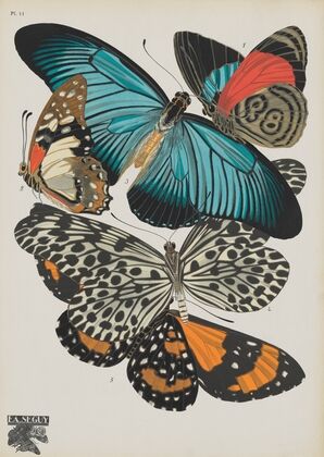 Papillons Pl.11