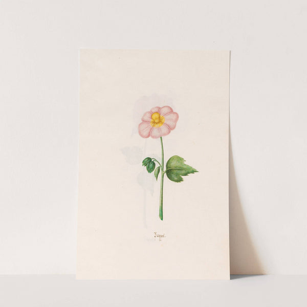 Pappel (1692) by Magdelena Rosina Funck