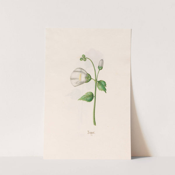 Pappel (1692) by Magdelena Rosina Funck