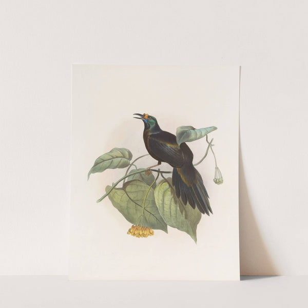 Paradigalla carunculata by Daniel Giraud Elliot