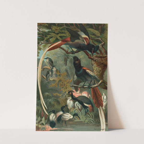 Paradise Flycatchers. by John George Wood