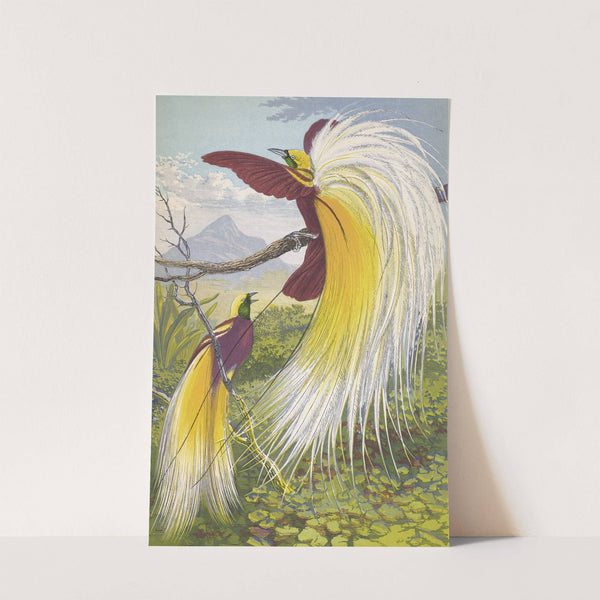 Paradisea Papuana by Thomas Waterman Wood