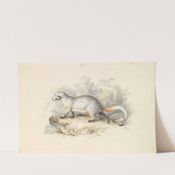 Paradoxurus Dubius (1837) by Charles Hamilton Smith