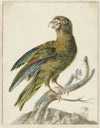 Parakeet