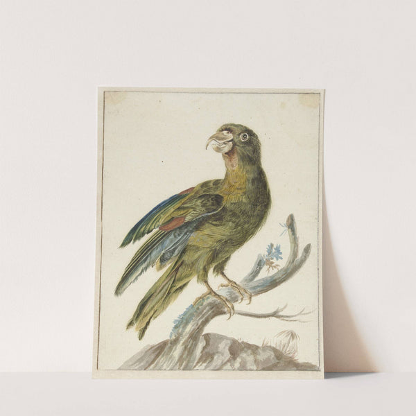 Parakeet (1670 - 1719) by Jan Weenix