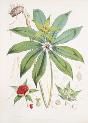 Paris Polyphylla, Smit. (1855)