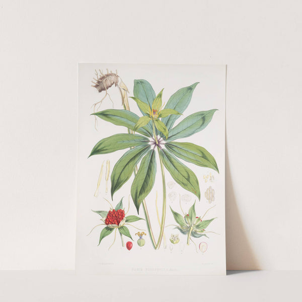 Paris Polyphylla, Smit. (1855) by Walter Hood Fitch