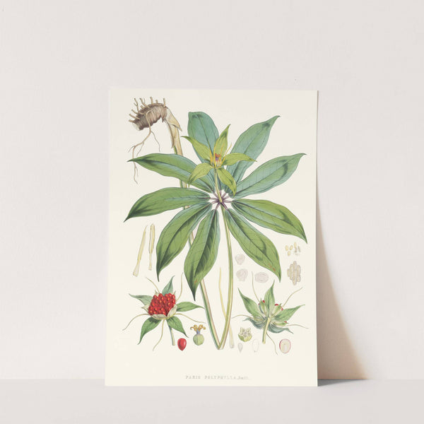 Paris Polyphylla, Smit. (1855) by Walter Hood Fitch