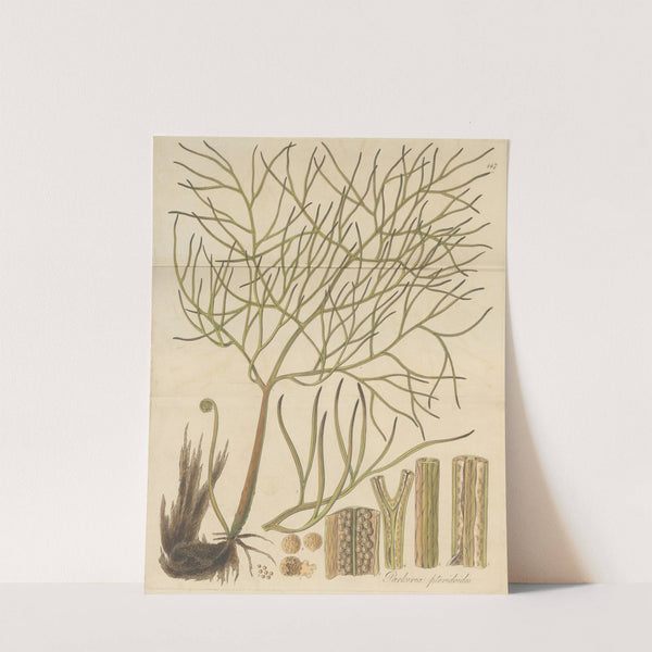 Parkeria pteridoides by William Jackson Hooker