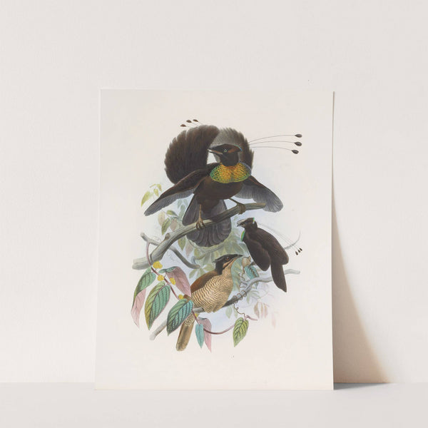 Parotia sexpennis by Daniel Giraud Elliot