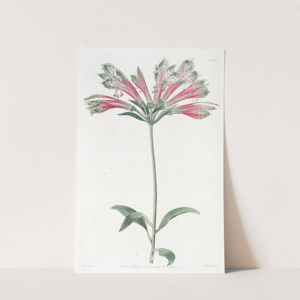 Parrot Alstromeria by Sydenham Edwards