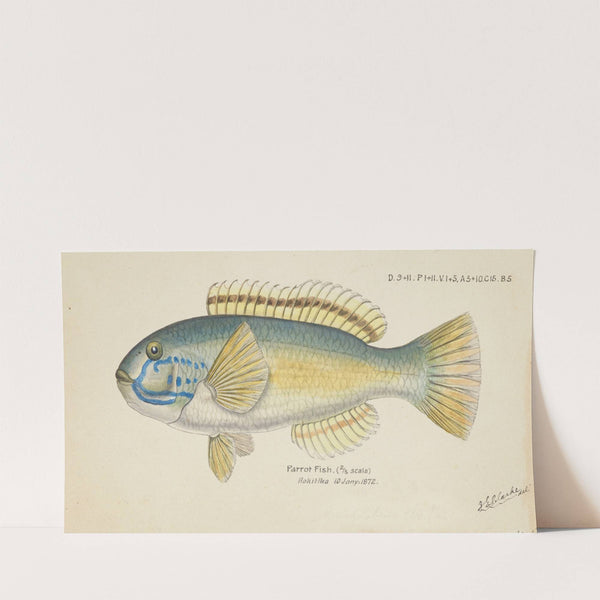 Parrot fish (1872) by Frank Edward Clarke