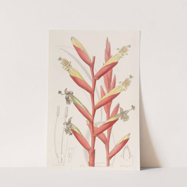 Parrot-flowered Vriesia by Sydenham Edwards